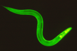 Gfp Worm