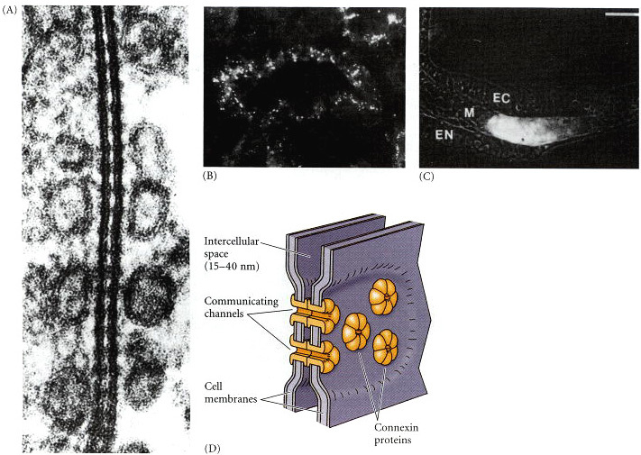 Gap Junction Structure. Gap junctions.