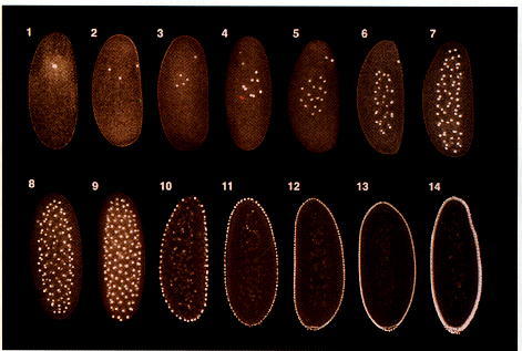 drosophila life cycle. At the tenth cell cycle