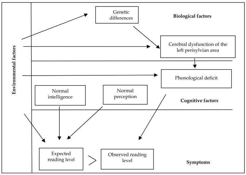 Diagram of the various factors involved in dyslexia.