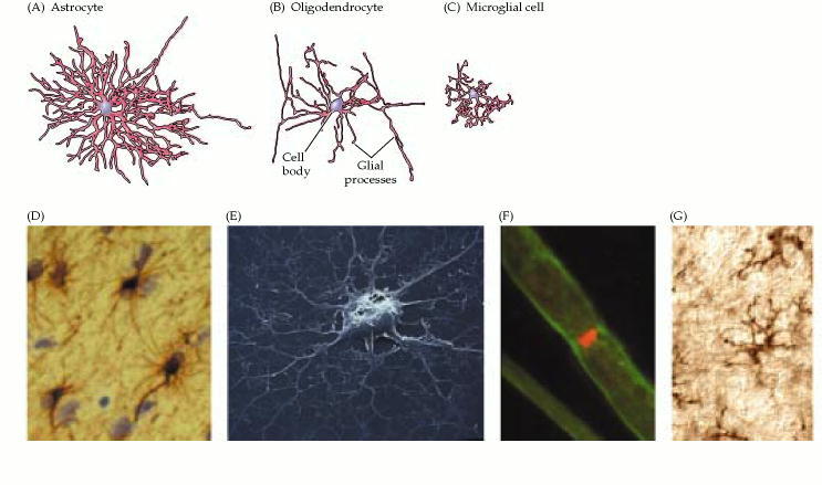 Figure 1.4. Neuroglial cells.