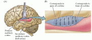 Figure 13.14. The human auditory cortex.