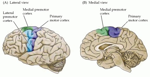 The primary motor cortex and the premotor area in the human cerebral cortex as seen in lateral (A) and medial (B) views. The primary motor cortex is located in the precentral gyrus; the premotor area is more rostral.