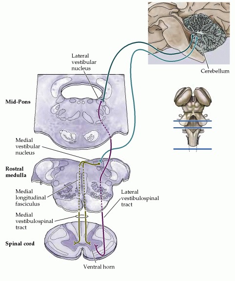 tracts of spinal cord. nuclei to the spinal cord