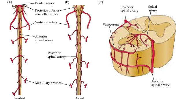 Figure 1.19. Blood supply of the spinal cord.
