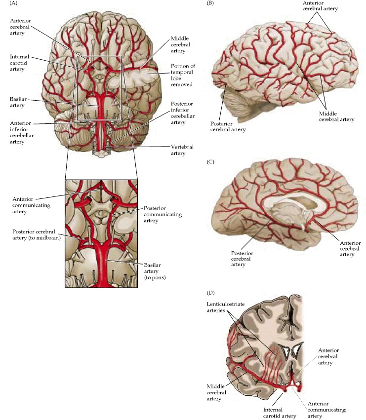 Figure 1.20. The major arteries of the brain.