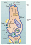 Figure 15.12. Transduction mechanisms in a generic taste cell.