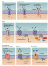 Figure 15.13. Examples of various channels and G-protein-coupled receptors that activate taste transduction in response to various compounds.