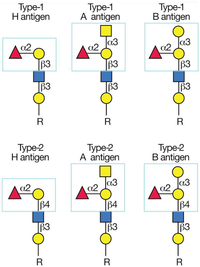 Representation of the glycans that form ABO blood group antigens. Triangles and circles represent different sugars units that make up these antigens; the figure also shows the types of chemical linkages that connect the sugar units