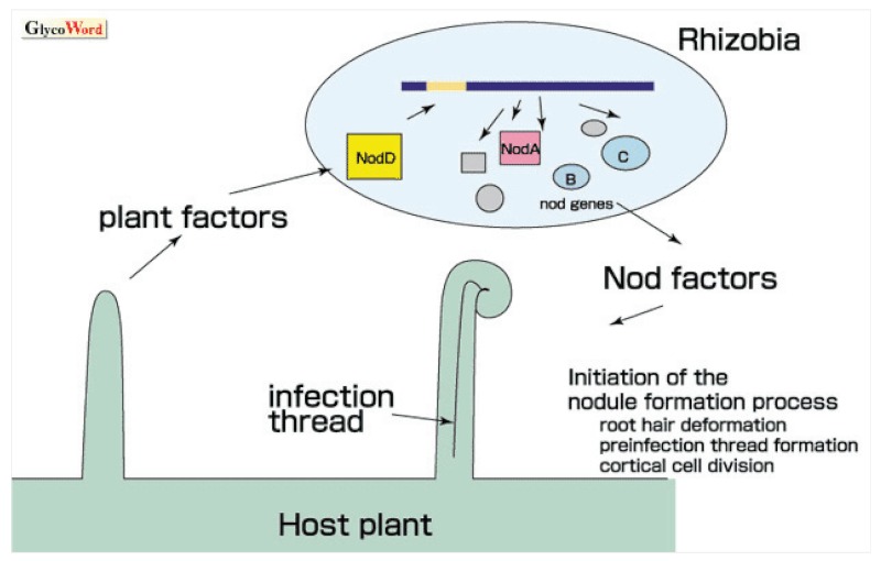 Simplified diagram of the communication that occurs between plants and bacteria during the process of nitrogen fixation, which includes signaling using the glycoprotein Nod factor