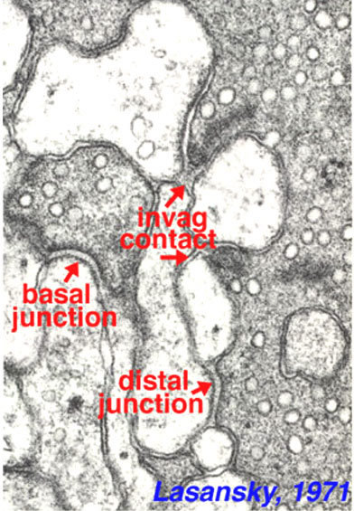 Figure 26