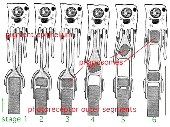 Figure 12