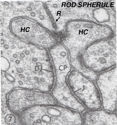 Figure 25