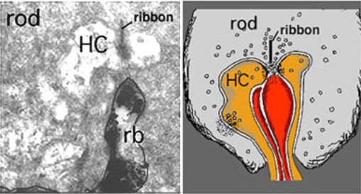 Figure 28