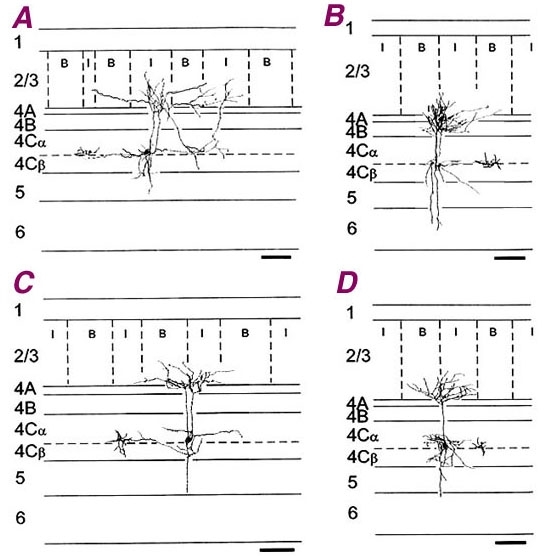 Figure 18. Reconstructions of neurobiotin-injected V1 4C cells that have dendrites confined to layer 4C and dense axonal terminations in interblobs (A, B) or dendrites extending into layer 4C and dense axonal terminations in both blobs and interblobs.