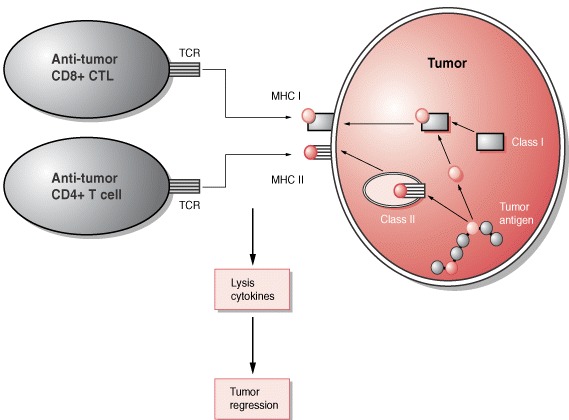 Peptide Antigens