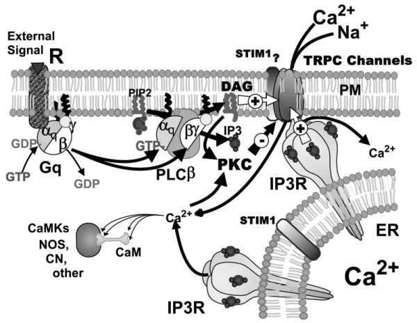 ction and Cellular Signaling Cascades - NCBI B
