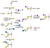 FIGURE 9.3. Biosynthesis of core 1 and 2 O-GalNAc glycans.