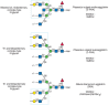 FIGURE 45.2. Examples of types of N-glycans recognized by L-PHA, E-PHA, and DSA.