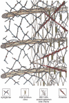 FIGURE 22.4. Model of the primary cell wall (type I) found in most flowering plants (except grasses).