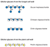 FIGURE 22.7. Glycans from fungal and plant cell walls that elicit plant defense responses.