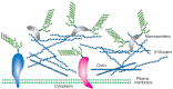 FIGURE 21.1. Illustration of the cell wall of fungi, showing the presence of glycoproteins and mannoproteins in the layer of the wall and an inner layer of different polysaccharides.