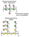 FIGURE 21.7. Structures of capsular polysaccharides in Cryptococcus neoformans.