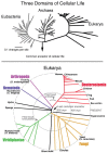 FIGURE 19.1. Phylogenetic trees of the three domains of cellular life (upper panel) and of the multicellular Eukarya (lower panel).