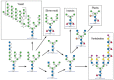 FIGURE 19.2. Dominant pathways of N-glycan processing among different taxa.