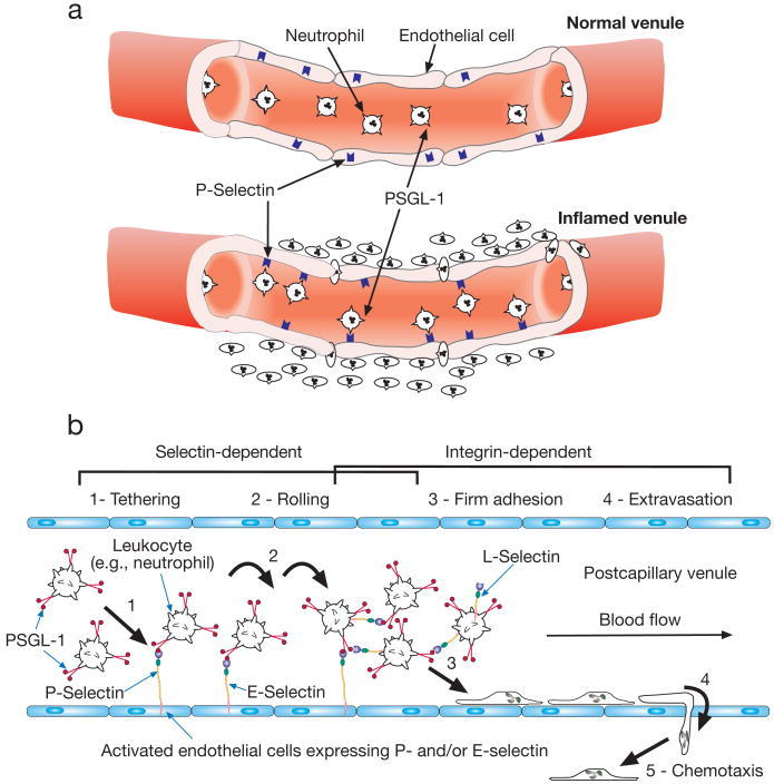  to activated endothelium via interactions between selectins and their