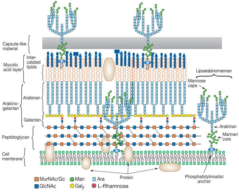 cell wall structure. Structure of the cell wall of
