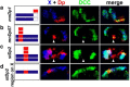 Figure 4. Multiple X regions recruit the dosage compensation complex and nucleate spreading.