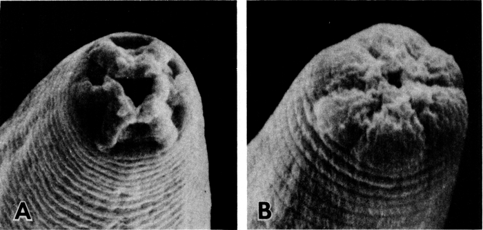 Figure 2. External morphological differences between an L2 larva (A) and a dauer larva (B) are shown by scanning electron micrographs of the head.