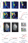 FIGURE 1.11. Imaging the in vivo regulation of receptor input to the olfactory bulb by GABAB-mediated presynaptic inhibition.