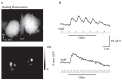 FIGURE 1.12. Postsynaptic odorant-evoked GCaMP2 signals imaged from the olfactory bulb in vivo.