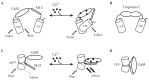 FIGURE 1.1. Genetically encoded calcium sensors: design and use for in vivo imaging.