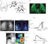 FIGURE 1.2. SynaptopHluorin as a genetically encoded reporter of transmitter release in vivo.