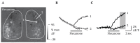 FIGURE 1.6. Bleaching and hemodynamic artifacts in fluorescence signals imaged in vivo.