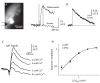 FIGURE 1.8. SynaptopHluorin as a reporter of stimulus-evoked transmitter release: in vitro validation.
