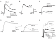 FIGURE 1.9. pH-dependent artifacts affecting stimulus-evoked spH fluorescence signals.