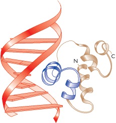 0, The helix-turn-helix motif - Genomes - NCBI B
