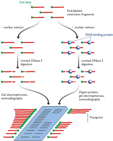 re 9.4, DNase I footprinting - Genomes - NCBI B