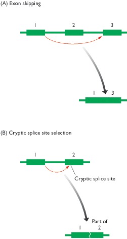 Figure 10.15. Two aberrant forms of splicing.