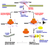 Nonsense-mediated decay (NMD) in yeast, as a model for NMD in humans.