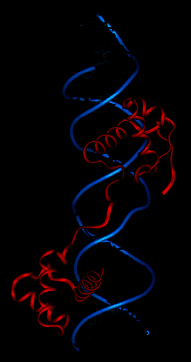 The structure of the paired domain found in human Pax6.