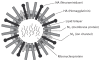 Figure 13.1. Influenza A structure.