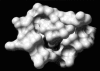 Figure 13.4. Binding of sialic acid (foreground) to the receptor binding site of influenza hemagglutinin (background).