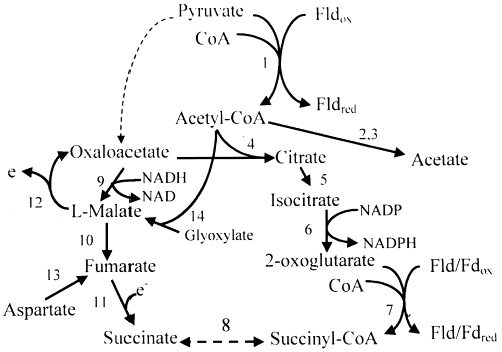 citric acid cycle. Citric acid cycle and related