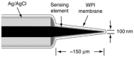 FIGURE 21.2. Illustration of WPI’s ISO-NOPNM 100 nm combination NO nanosensor.