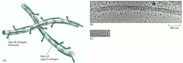 Figure 19-49. Type IX collagen.